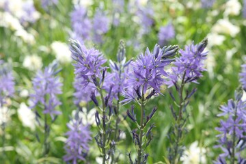 Obraz premium Beautiful Camassia flowers growing outdoors, closeup view. Spring season