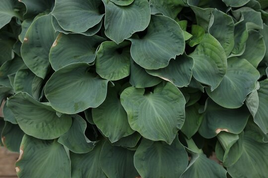 Beautiful hosta plant with green leaves, closeup view