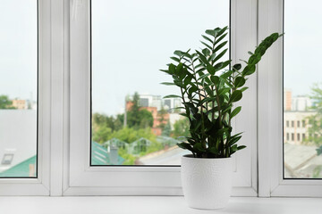 Zamioculcas in pot on windowsill indoors, space for text. House plant