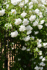 Beautiful blooming rose bush outdoors on sunny day