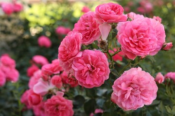 Closeup view of beautiful blooming rose bush outdoors on summer day