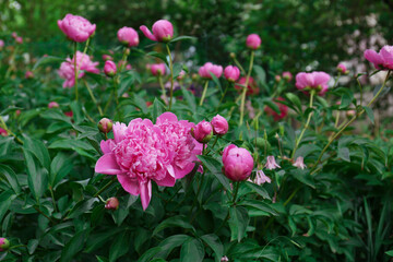 Beautiful peony plants with pink flowers and buds outdoors