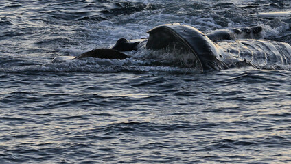 Humpback whale feeding upside down.