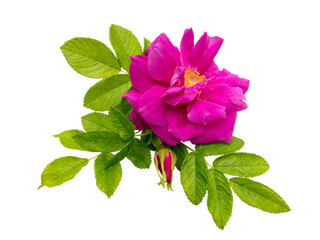 Pink rosa rugosa with leaves and bud isolated transparent png