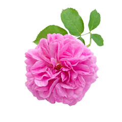 Pink antique rose with leaves isolated transparent png