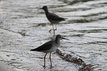 Fototapeta premium Sandpipers on the beach 