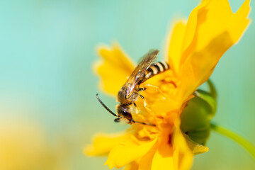 bee on yellow flower