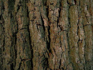 bark of a tree, texture, oak, moss.
