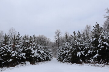 Winter scenery in Minnesota