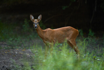 Roe deer in the forest, summer time