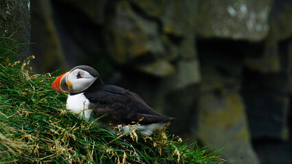 Puffin