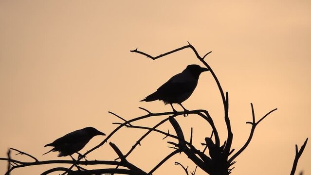 Black Silhouette of crows at sunset, Jerusalem 

Jerusalem Nature, 2022 Israel 
