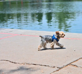 Little yorkie walking by the lake in sunny day