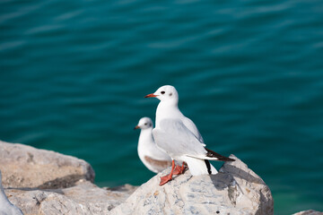 Two seagulls on the rocks on the background of turquoise water. Summer sea beach. Close-up portrait of a seagull. White bird in the blue sky.