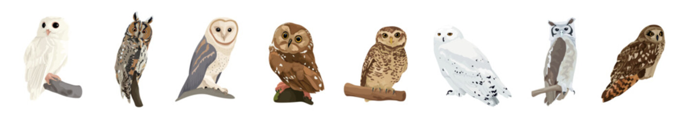 Many different owls on white background