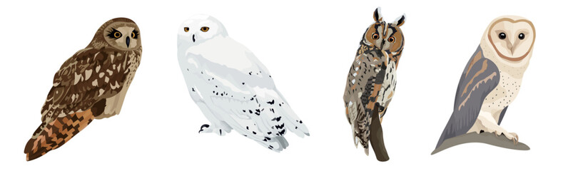 Many different owls on white background