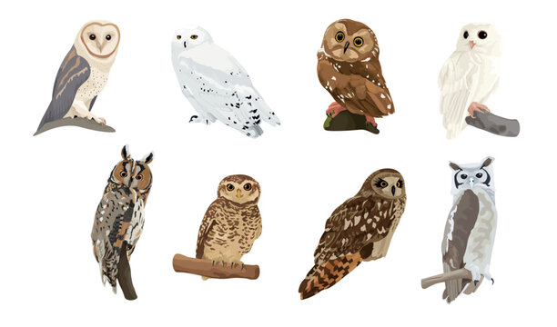 Set of different owls on white background