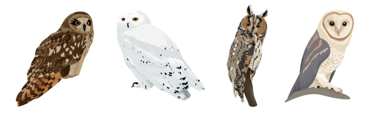 Many different owls on white background