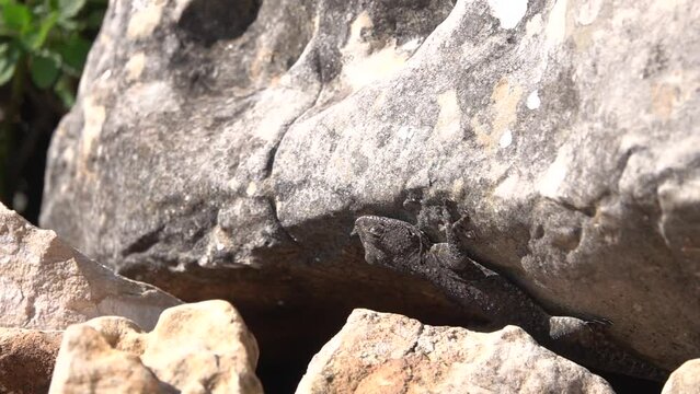 Black gecko peaking under boulder 
Jerusalem Nature, 2022 Israel, Slow motion, Israel 
