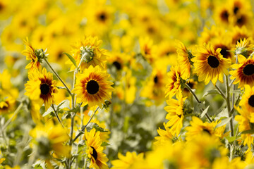 Beautiful field of sunflowers in sunlight. Yellow flowers on a blurred background. Summer floral wallpaper