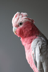 The galah, Eolophus roseicapilla, also known as the pink and grey cockatoo or rose-breasted cockatoo © Edwin Butter