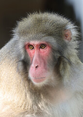 Close up portrait of Japanese macaque, Macaca fuscata