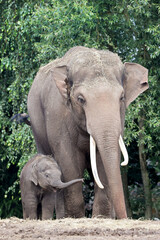Fototapeta premium Father and baby elephant, Elephas maximus. in lush greenery