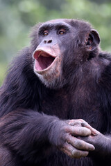Portrait of chimpanzee, in natural habitat. Pan troglodytes at wild nature