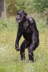 Portrait of a walking chimpanzee, in natural habitat. Pan troglodytes, at wild nature