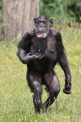 Portrait of a walking chimpanzee, in natural habitat. Pan troglodytes, at wild nature