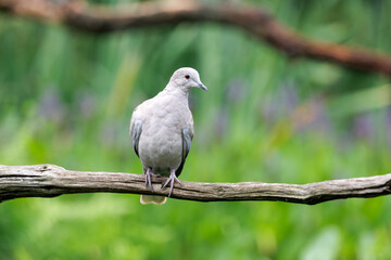 The Eurasian collared dove, Streptopelia decaocto