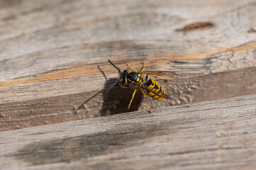 Vespula germanica - German Wasp - Guêpe européenne - Guêpe germanique