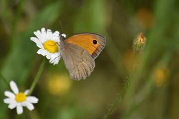 primavera