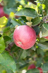 Ripe red apples on a branch of an apple tree close-up