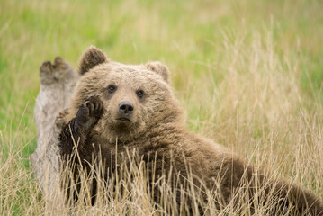 Braunbär