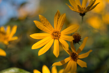 yellow flower close-up on bokeh background