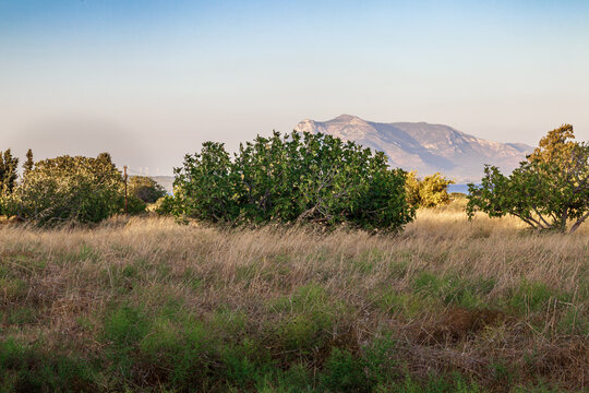 The Wild Fig Tree And Natural Landscape With Blue Sky. 