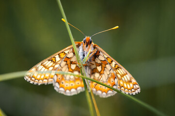 Marsh Fritillary butterfly viewed from underneath