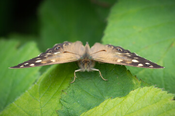 Fototapeta na wymiar Speckled Wood butterfly facing towards the camera