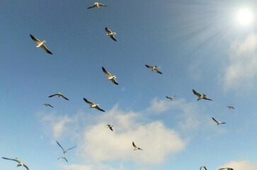 sea birds , caribbean beach , Venezuela