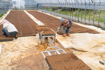 日本の稲作　稲作育苗ハウスで種まき作業育苗箱運搬 © masahiro
