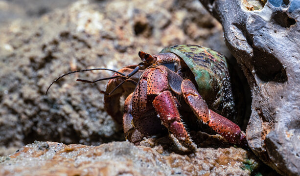 Crawling Hermit Crab (Coenobita clypeatus)