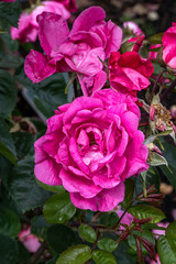 Flowers of ‘Party Hardy’ Shrub Rose