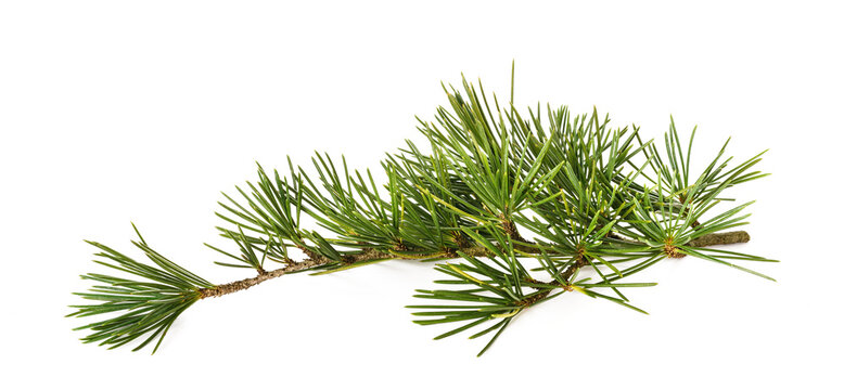 Cedrus deodara branch