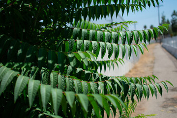 green fern in the garden