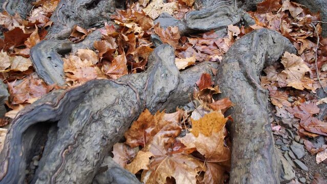 Fall leaves and rustic tree roots in late fall with brown fallen maple leaf piles on natural ground