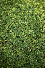 Green leafy hedge background vertical 