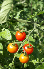 Cherry tomatoes on vine various shades of red