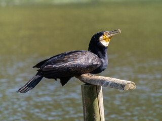 Cormorant Drying in the Sun