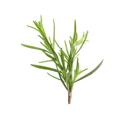 Aromatic rosemary sprig isolated on white. Fresh herb